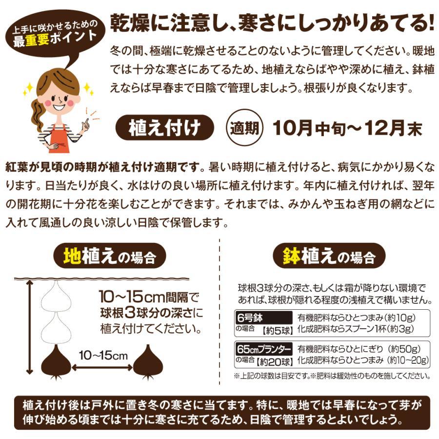 チューリップ 球根 フォックストロット2種ミックス 20球 チューリップ 球根 フォックストロット2種ミックス 20球
