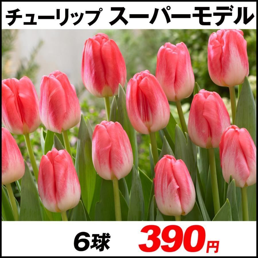 チューリップ 球根 スーパーモデル 6球 チューリップの球根 22n P0 0392 花と緑 国華園 通販 Yahoo ショッピング