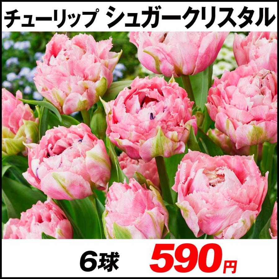 チューリップ 球根 シュガークリスタル 6球 :2022n-p0-0399:花と緑 国華園 - 通販 - Yahoo!ショッピング