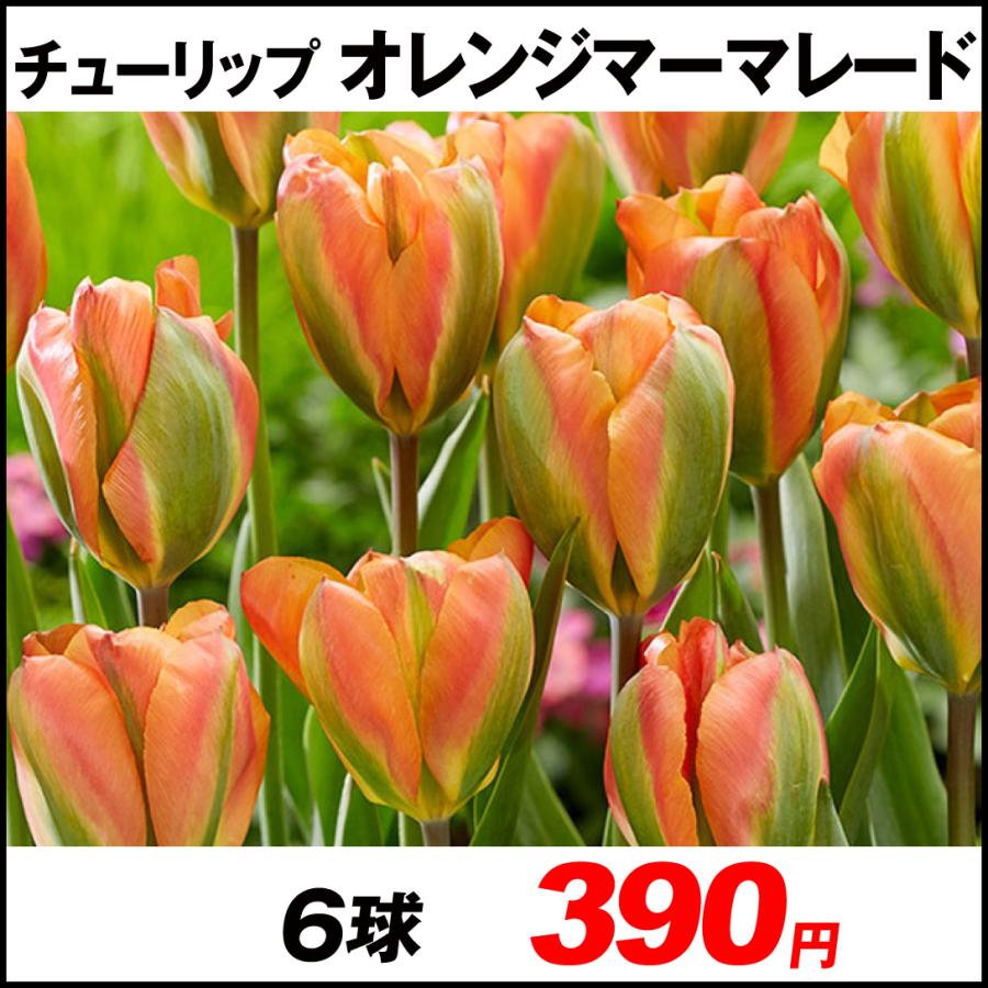チューリップ 球根 オレンジマーマレード 6球 22n P0 0404 花と緑 国華園 通販 Yahoo ショッピング