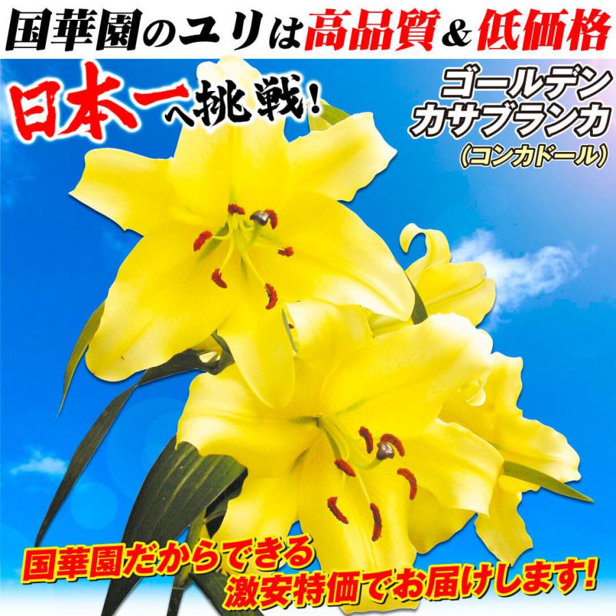ユリ カサブランカ 球根 大球ゴールデンカサブランカ コンカドール 15球 送料無料 花ユリ 22n P0 0540 花と緑 国華園 通販 Yahoo ショッピング