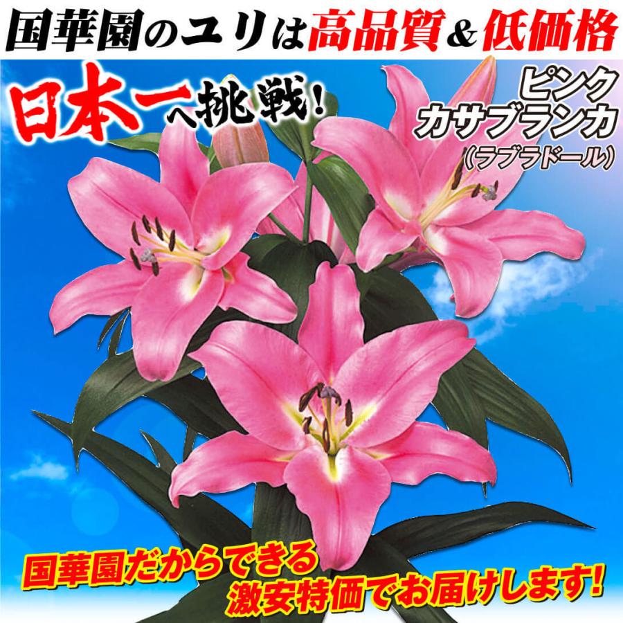 ユリ カサブランカ 球根 大球ピンクカサブランカ ラブラドール 15球 送料無料 花ユリ 22n P0 0542 花と緑 国華園 通販 Yahoo ショッピング