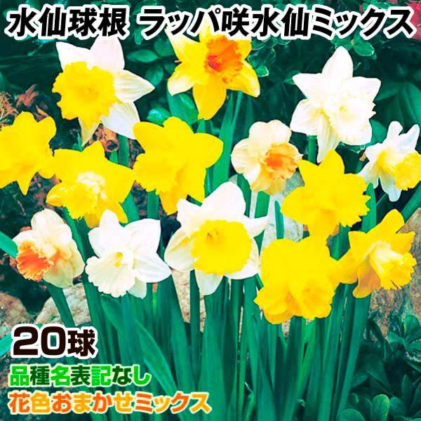 初回限定 スイセン 球根 ラッパ咲水仙ミックス 球 無選別