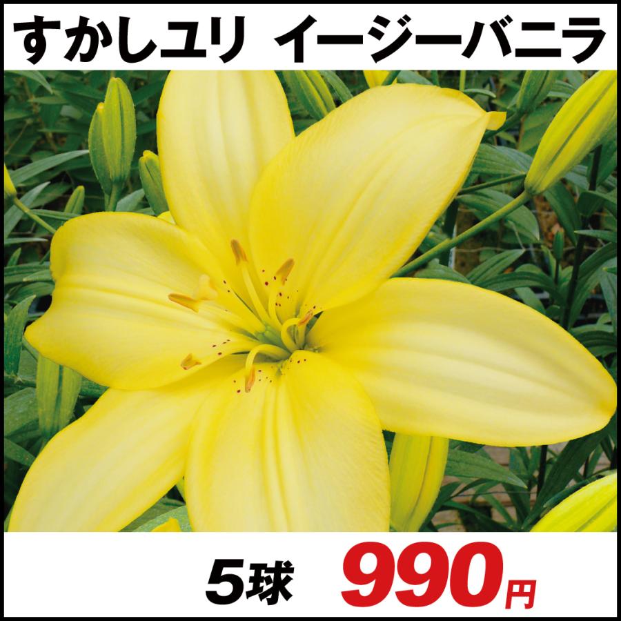 ユリ すかしユリ 球根 イージーバニラ 5球 22n P1 0039 花と緑 国華園 通販 Yahoo ショッピング