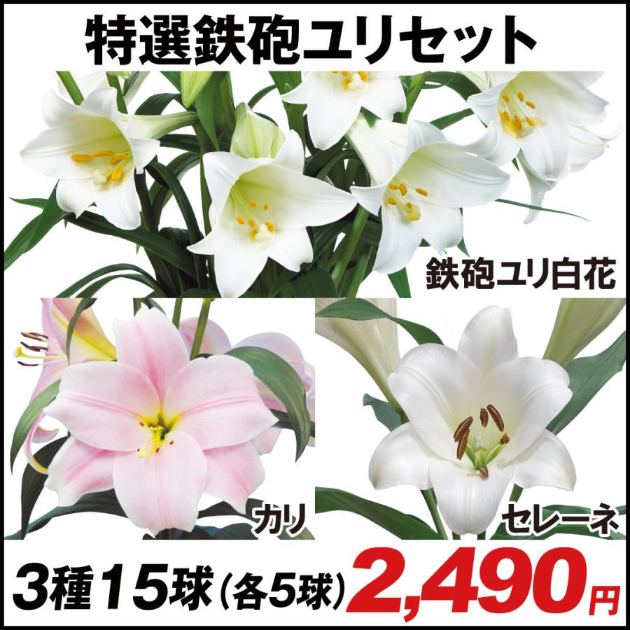 超激安 鉄砲ユリ 各5球 球根 特選鉄砲ユリセット3種15球 花