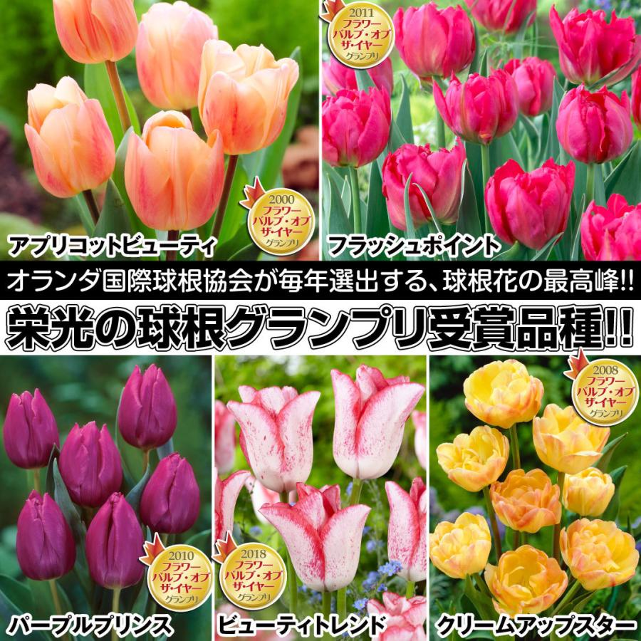 チューリップ 球根 バルブオブザイヤーCセット 5種30球 (各6球) チューリップの球根 送料無料 :2022n-p1-0078:花と緑 国華園 - 通販 - Yahoo!ショッピング チューリップ 球根 バルブオブザイヤーCセット 5種30球 (各6球) チューリップの球根 送料無料 :2022n-p1-0078:花と緑 国華園 - 通販 - Yahoo!ショッピング