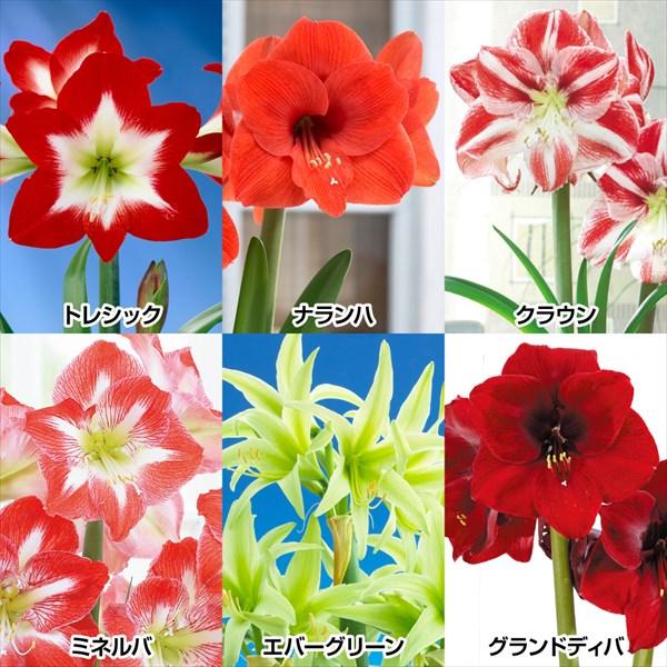 全品送料無料 アマリリス 球根のみ 一重咲球根bセット 6種6球 各1球