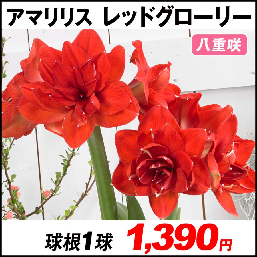 アマリリス 球根のみ 八重咲 レッドグローリー 1球 22n P1 0119 花と緑 国華園 通販 Yahoo ショッピング