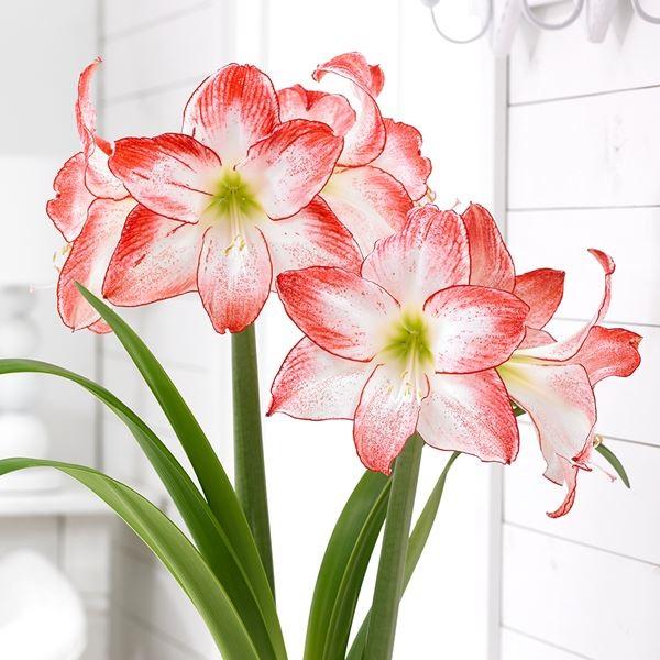 アマリリス ポット植え 一重咲 スポットライト 1箱 独特な