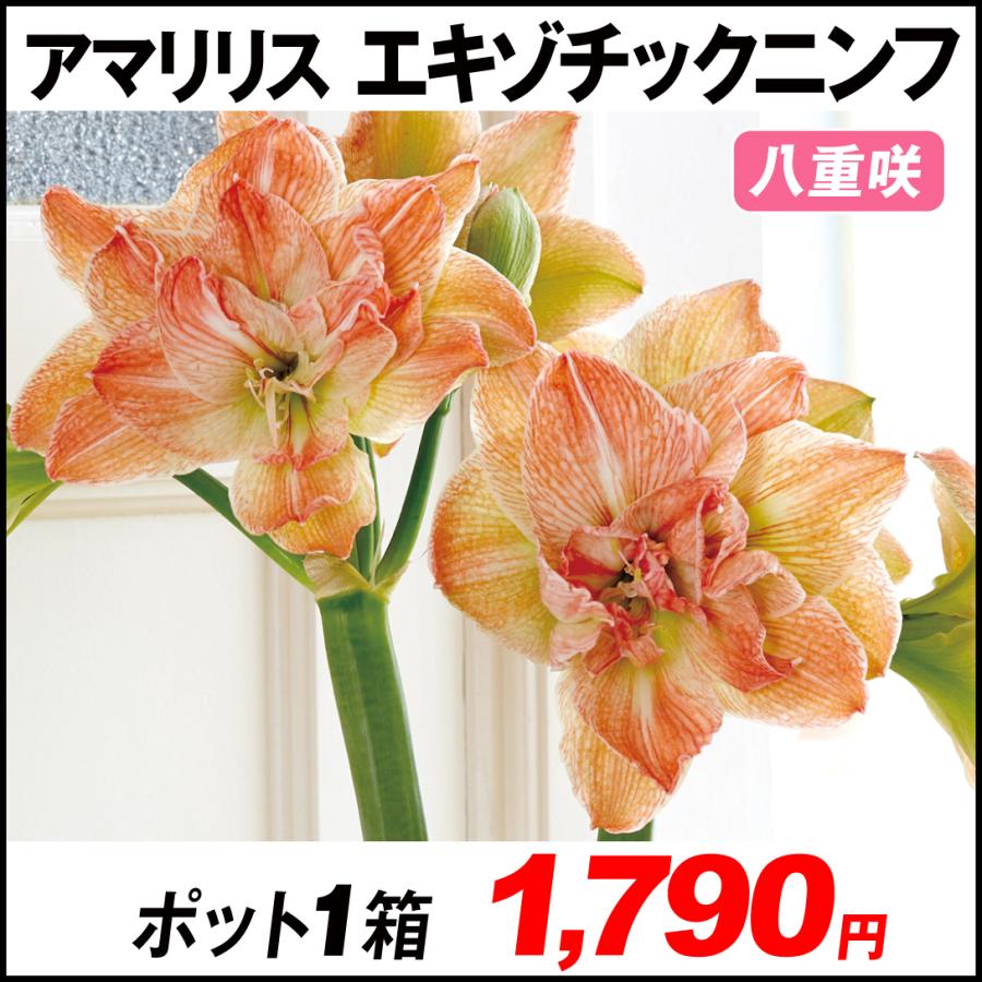 最高の品質の アマリリス ポット植え 八重咲 エキゾチックニンフ 1箱