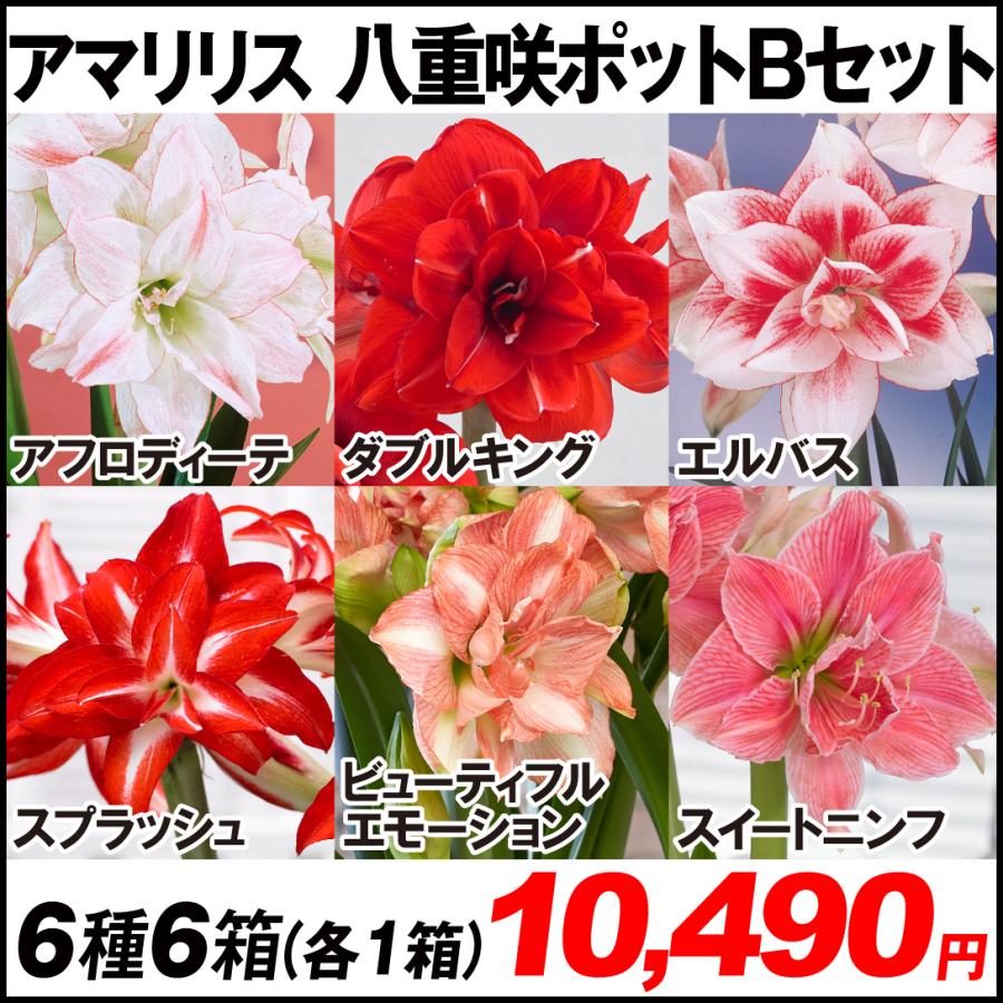 3147円 代引き不可 アマリリス ポット植え 八重咲ポットbセット 6種6箱 各1箱