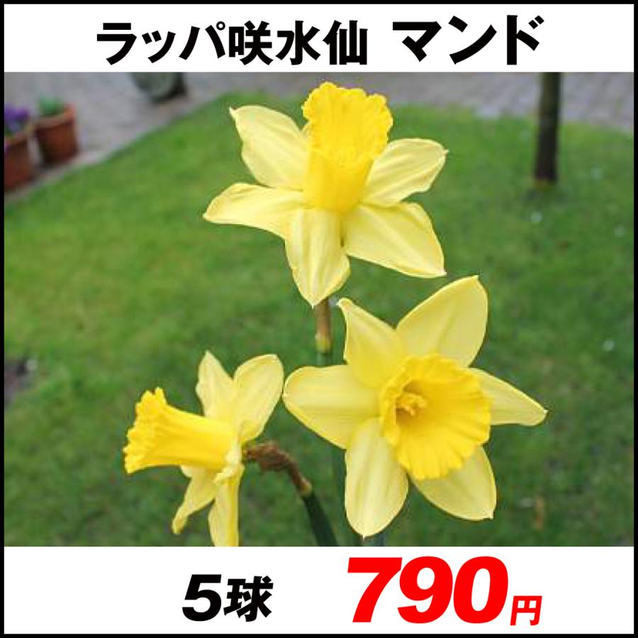 スイセン 球根 ラッパ咲水仙 マンド 5球 22n P1 0153 花と緑 国華園 通販 Yahoo ショッピング