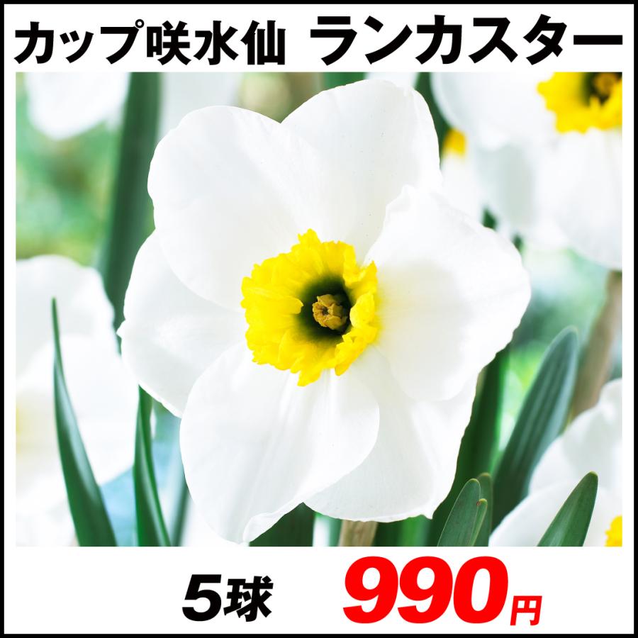 スイセン 球根 カップ咲水仙 ランカスター 5球 22n P1 0175 花と緑 国華園 通販 Yahoo ショッピング