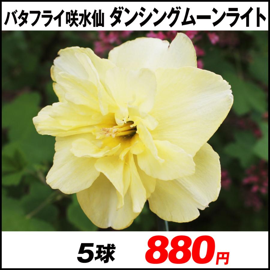 スイセン 球根 バタフライ咲水仙 ダンシングムーンライト 5球 22n P1 01 花と緑 国華園 通販 Yahoo ショッピング