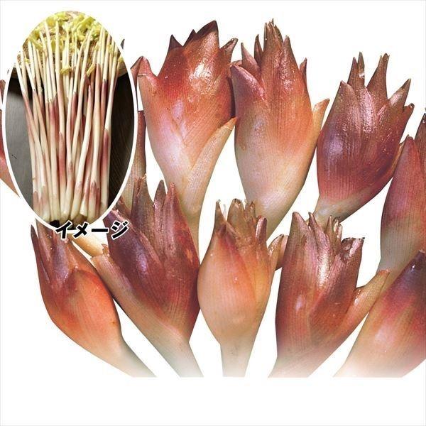 花と緑 国華園苗 苗木 ミョウガセット 3種12株 家庭菜園 陣田早生ミョウガ 秋ミョウガ 中生ミョウガ ミョウガの苗 みょうがの苗 ミョウガダケ 自給自足 植物 有用植物苗 最大68 オフ