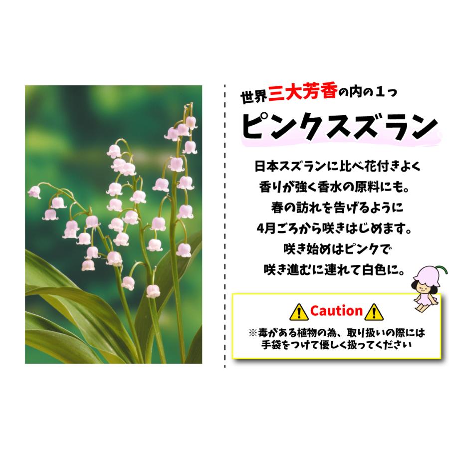 花苗 ドイツスズラン ピンクのスズラン 2株 / 花の苗 山野草 鈴蘭 : 花  