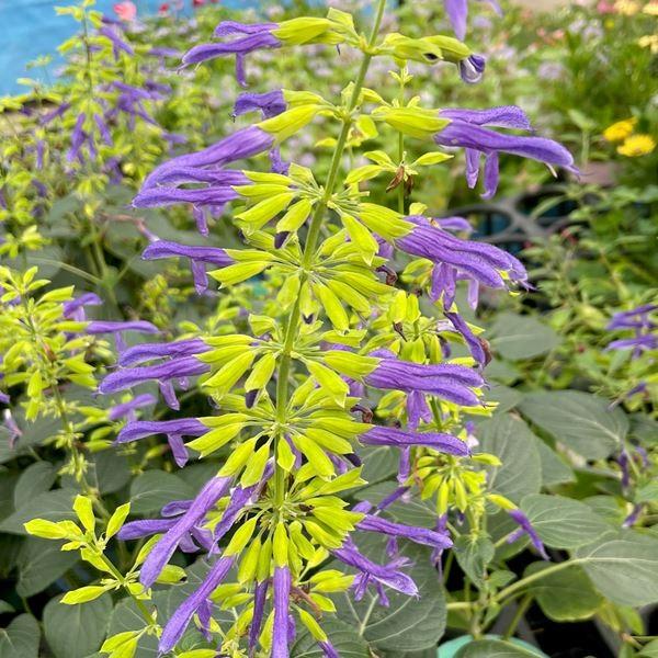 花苗 宿根サルビア ライムライト 2株 22n P2 0018 花と緑 国華園 通販 Yahoo ショッピング