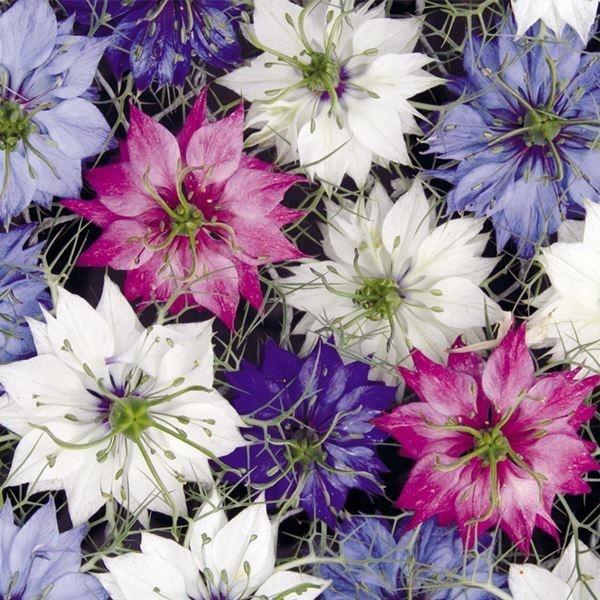 ケース花苗 48株 2ケース 無選別 ニゲラミックス 花 希少 黒入荷 Www Casascordeiro Com Br