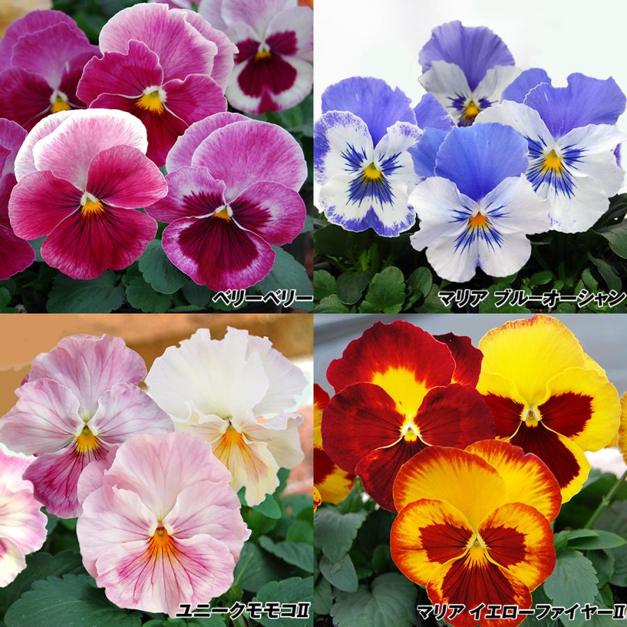 花苗 パンジー ユニークパンジーセット 4種16株 22n P2 0038 花と緑 国華園 通販 Yahoo ショッピング