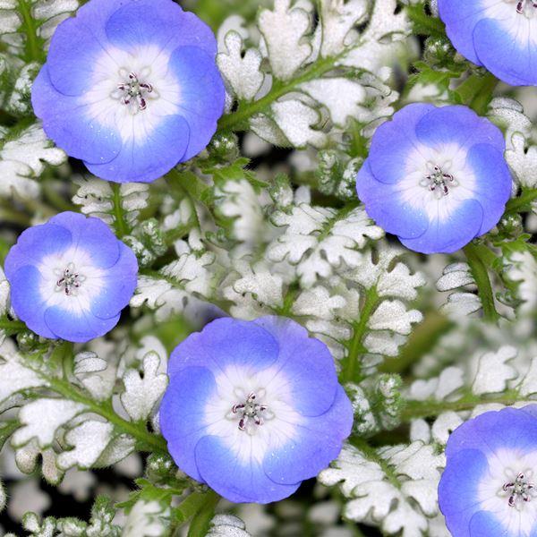 花苗 ネモフィラ プラチナラベンダー 2株