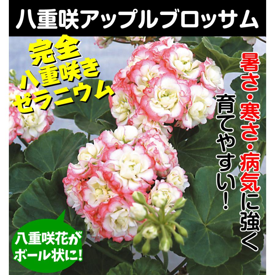 ゼラニウム 苗 八重咲 アップルブロッサム 2株 花苗 花の苗 ゼラニウム 苗 八重咲 アップルブロッサム 2株 花苗 花の苗