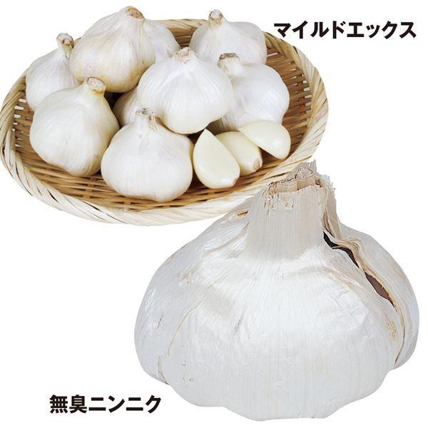ニンニク にんにく 種球 ニオイ控えめニンニクセット 最大67 Offクーポン 2種1kg 匂いおさえめ 無臭ニンニク マイルドエックス にんにくの種 ガーリック