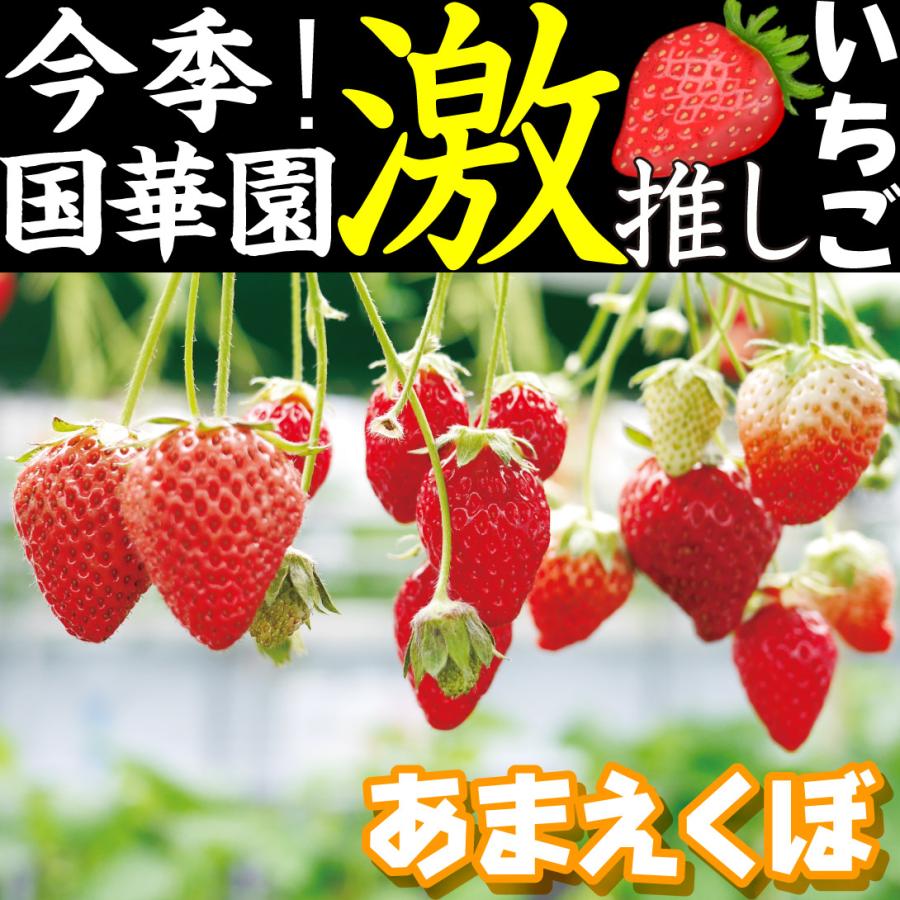 いちご苗 福王 3寸60個セット ポットまま発送 イチゴ苗 いちご