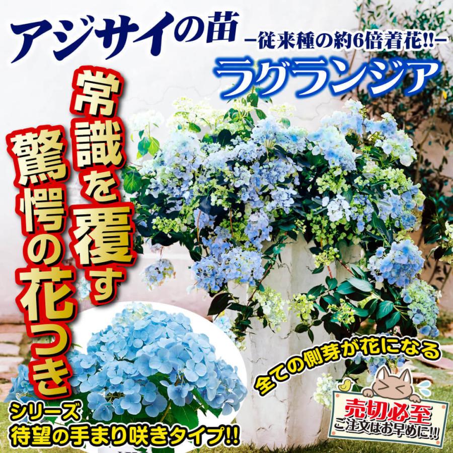 アジサイ 苗 苗木 ラグランジアr クリスタルヴェール 品種登録出願中 1株 アジサイの木 紫陽花 あじさい アジサイの苗木 庭木 植木 花木苗 Pw 22n P4 0001 花と緑 国華園 通販 Yahoo ショッピング