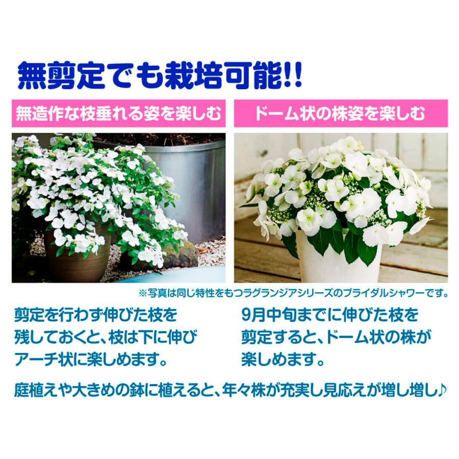 アジサイ 苗 苗木 ラグランジアr クリスタルヴェール 品種登録出願中 1株 アジサイの木 紫陽花 あじさい アジサイの苗木 庭木 植木 花木苗 Pw 22n P4 0001 花と緑 国華園 通販 Yahoo ショッピング