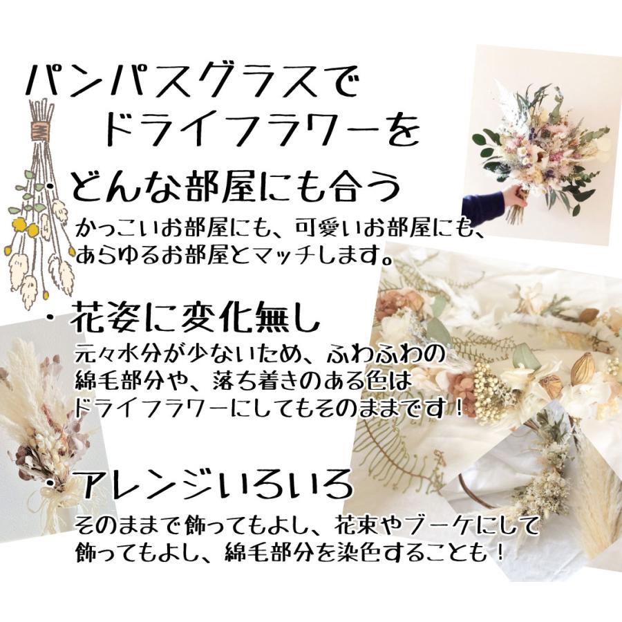 パンパスグラス 苗 ホワイト 1株 / パンパスグラス苗