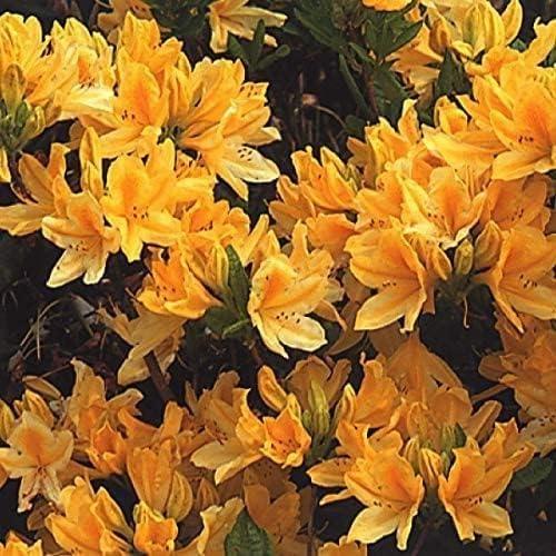 花木苗 レンゲツツジ 黄 2株（Yahoo!・花と緑 国華園）
