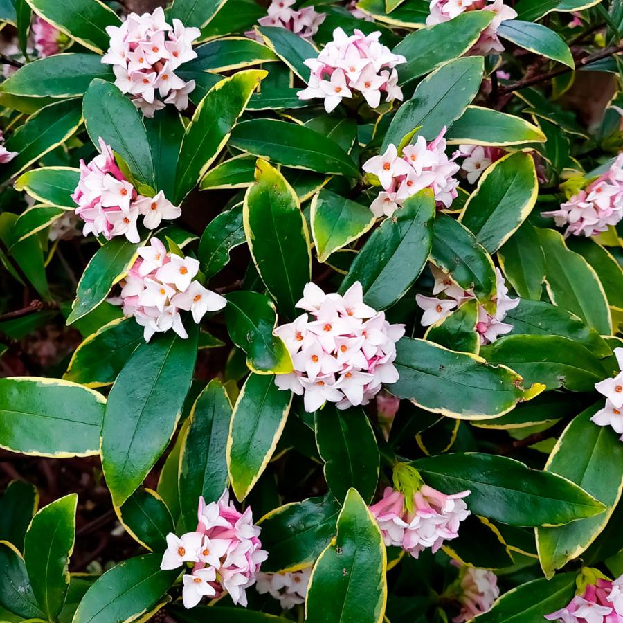 沈丁花ページ④ 苗 苗木 沈丁花 1株 / ジンチョウゲ苗 ジンチョウゲの苗 沈丁花苗