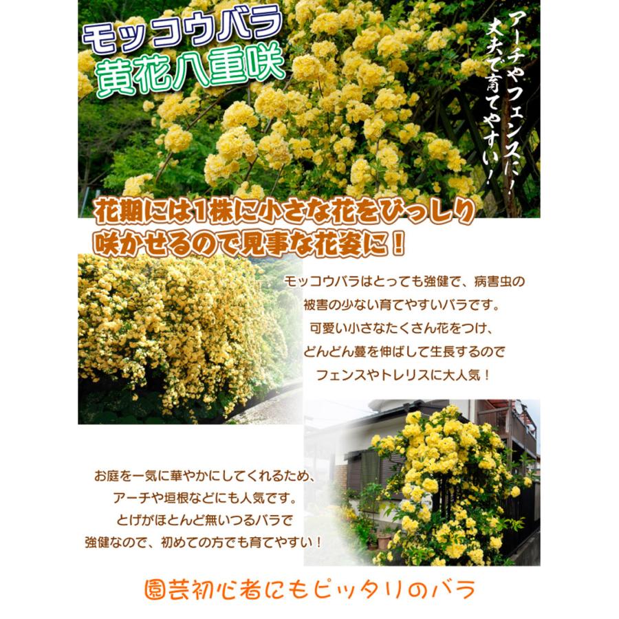 バラ苗 モッコウバラ 黄花八重咲 2株 バラの苗 バラの木 22n P4 0028 花と緑 国華園 通販 Yahoo ショッピング