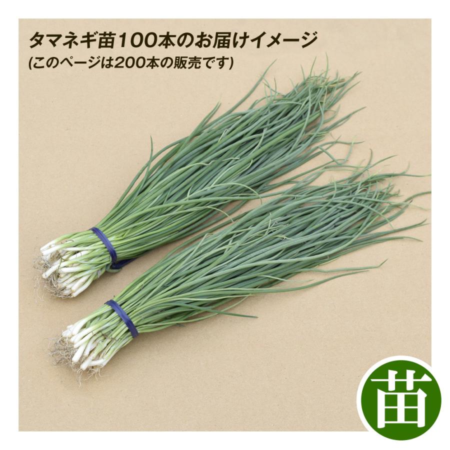 さとかんさま　タマネギ苗　200本 玉ねぎ苗 品種おまかせ 貯蔵用玉ねぎ 200本 貯蔵系 たまねぎ