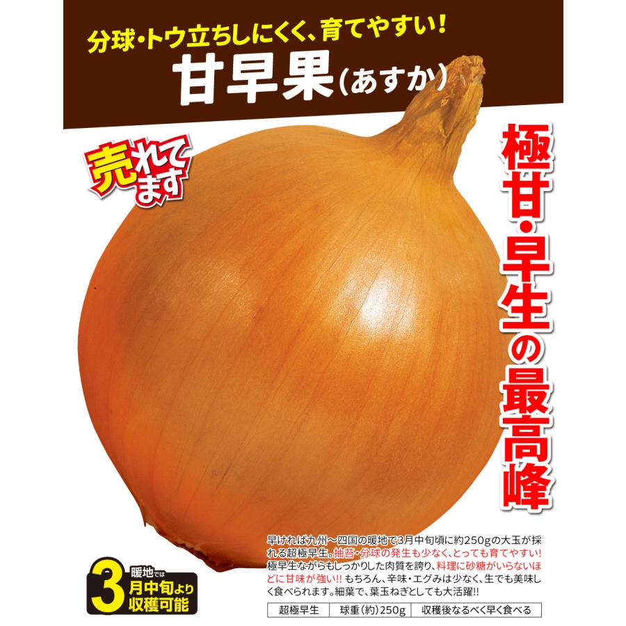 いちご 玉ねぎの苗 国華園オンラインショップ / 玉ねぎ苗（中晩生）千紅一号