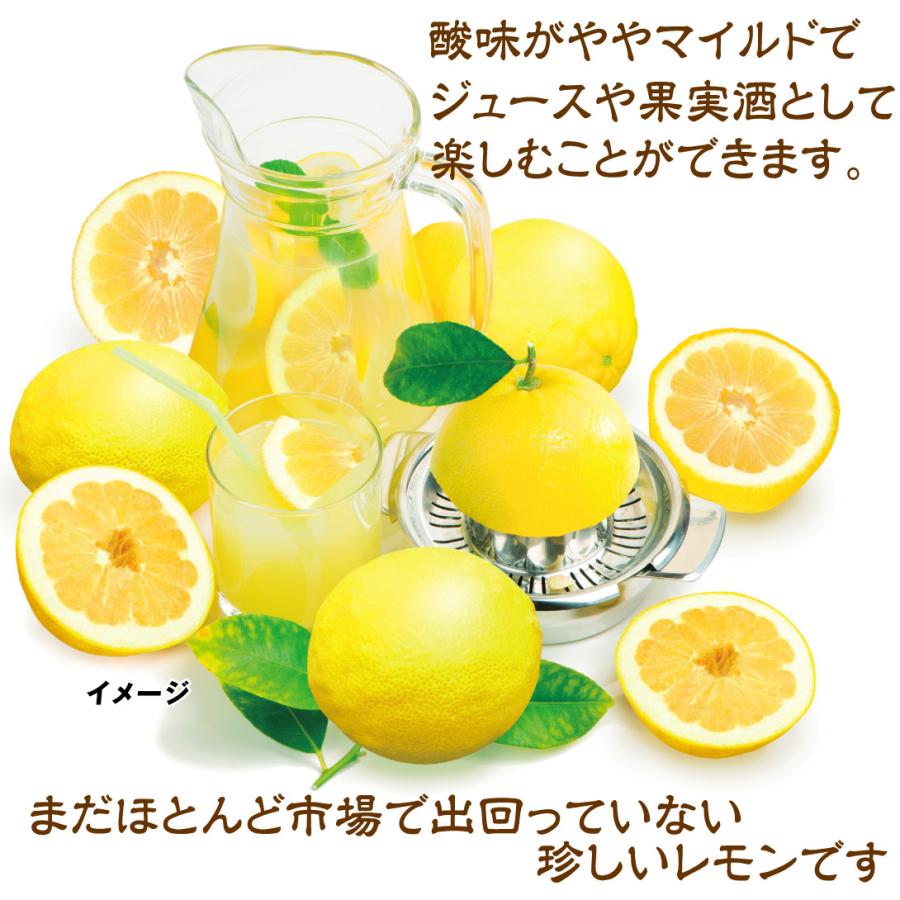 苗 苗木 ジャンボレモン ポンテローザ 1株 家庭菜園 ぽんてろーざ レモン 檸檬 れもん 大きいレモン 巨大レモン ジュース 果実酒 自給自足 植物 有用植物苗 22n P5 0014 花と緑 国華園 通販 Yahoo ショッピング