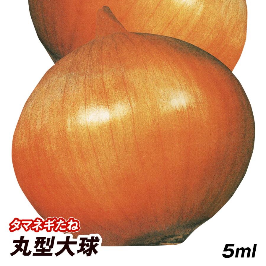 種 野菜たね タマネギ （中晩生）丸型大球 1袋（5ml） 玉葱 玉ねぎ