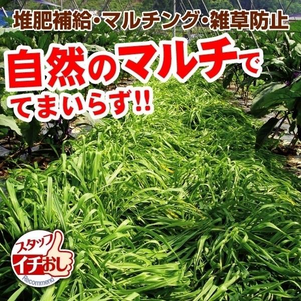 21年最新入荷 緑肥 雑草抑制作物 タネ マルチ大麦 てまいらず 1袋 100g 種 野菜たね Ytc77
