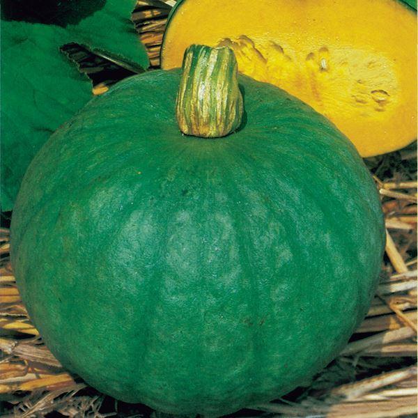 66円 売店 カボチャ かぼちゃ 南瓜 タネ 露地抑制栽培 東京南瓜 1袋 5ml 種 野菜たね Ytc134