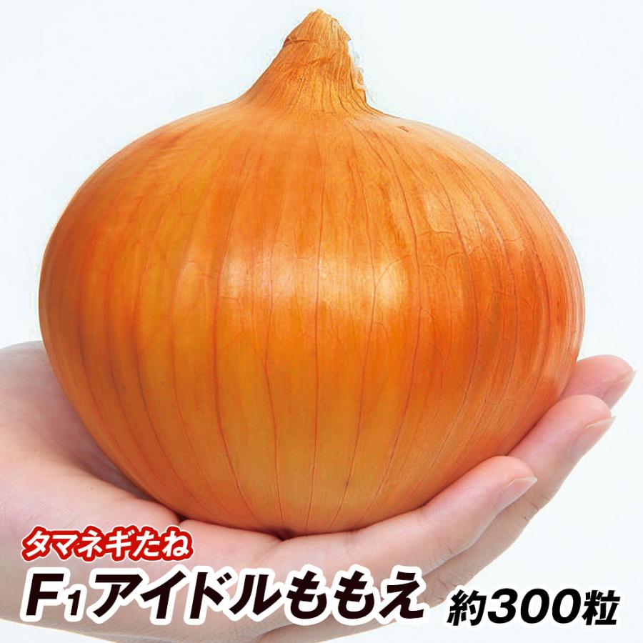 種 野菜たね タマネギ（中晩生）F1アイドルももえ 1袋（約300粒） 玉葱