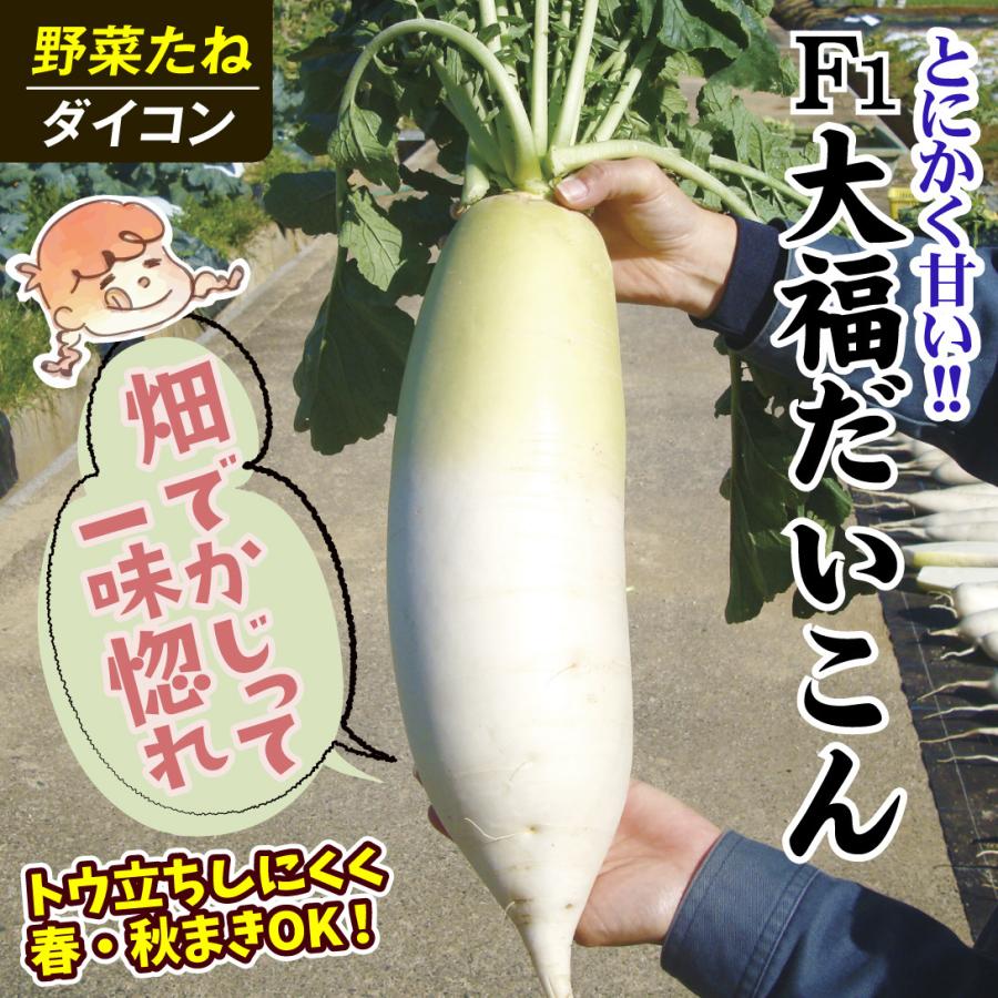 f*w様 大根のコ 国華園 種 野菜たね ダイコン F1大福だいこん 1袋（3ml） 大根 やさい