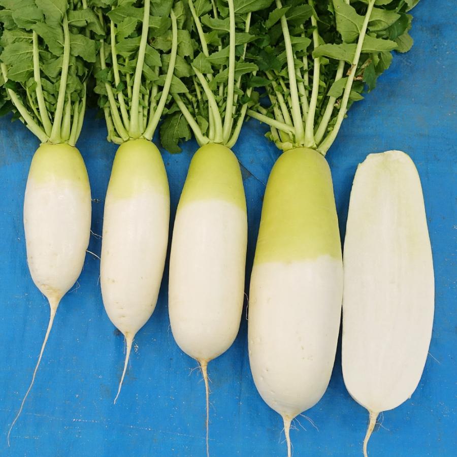 種 野菜たね ダイコン F1大福だいこん 1袋（150粒） 大根 野菜の種 国