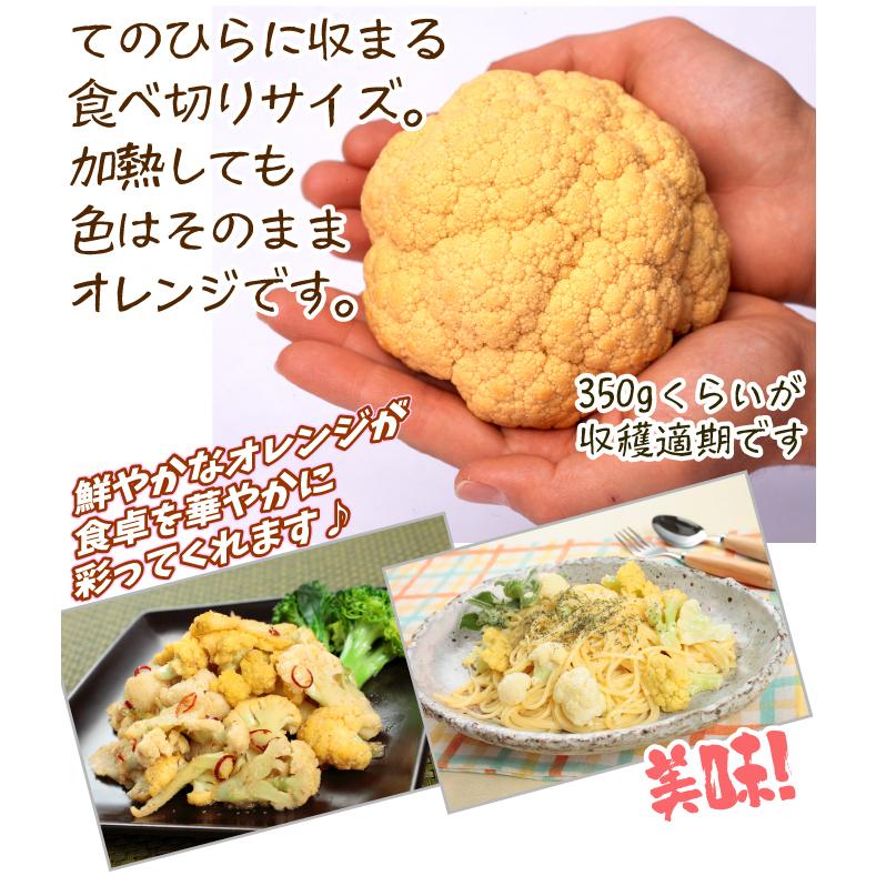 国華園 種 野菜たね ミニカリフラワー F1オレンジ美星 1袋（30粒