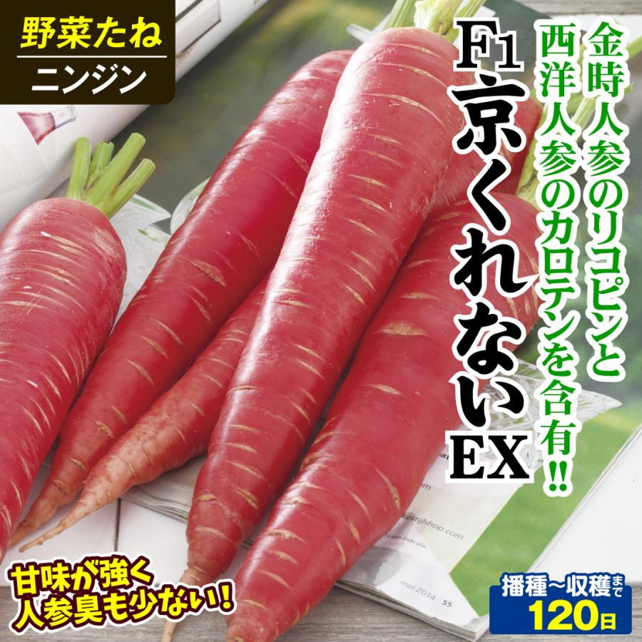 国華園 種 野菜たね ニンジン F1京くれない（R）EX 1袋（コート種子