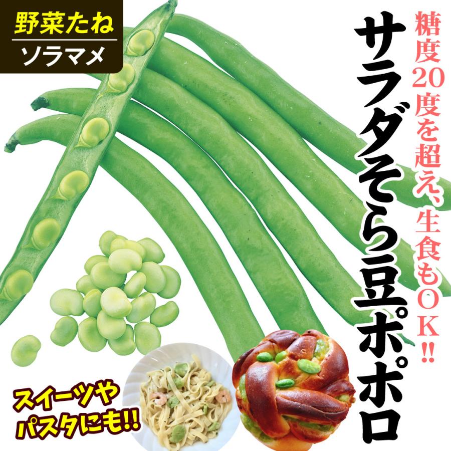 ジャンボそら豆の種　６００粒 国華園 種 野菜たね マメ ソラマメ サラダそら豆 ポポロ 1袋（10粒