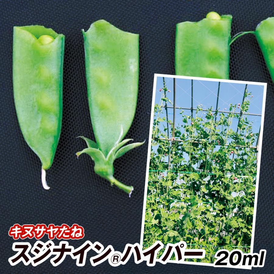 種 野菜たね マメ キヌサヤ スジナイン（R）ハイパー PVP 1袋（20ml