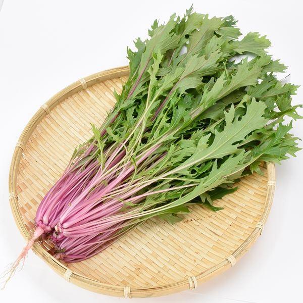 水菜 ミズナ タネ 菜類 F1桃色水菜 1袋 1ml 種 野菜たね Ytc63 22n P6 0069 花と緑 国華園 通販 Yahoo ショッピング