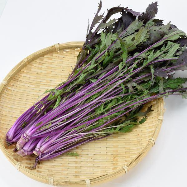 水菜 ミズナ タネ 菜類 F1紫水菜 1袋 1ml 種 野菜たね Ytc63 22n P6 0073 花と緑 国華園 通販 Yahoo ショッピング