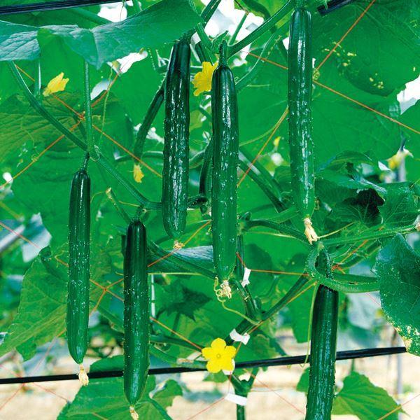 注目の福袋 キュウリ きゅうり 胡瓜 タネ 露地抑制栽培 F1光琳 1袋 10粒 種 野菜たね Ytc134