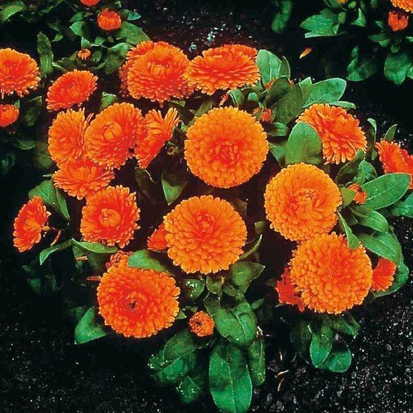 キンセンカ 種 ポンポンオレンジ 1袋(20粒) / キンセンカの種 キンセンカの花 金盞花 カレンデュラ ポットマリーゴールド 花たね 花の種 種子 タネ 国華園 :2022n-p7-0008:花と緑 国華園 - 通販 - Yahoo!ショッピング キンセンカ 種 ポンポンオレンジ 1袋(20粒) / キンセンカの種 キンセンカの花 金盞花 カレンデュラ ポットマリーゴールド 花たね 花の種 種子 タネ 国華園 :2022n-p7-0008:花と緑 国華園 - 通販 - Yahoo!ショッピング